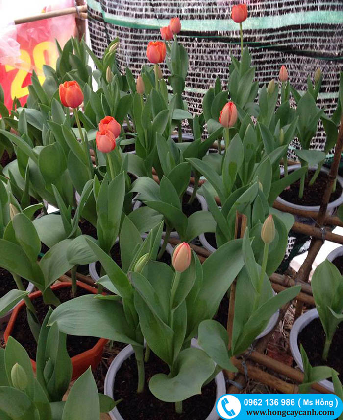 bán hoa tulip hà nội