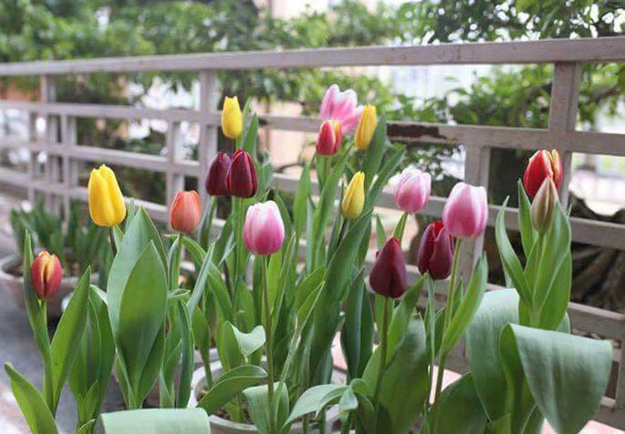 bán hoa tulip nhiều màu