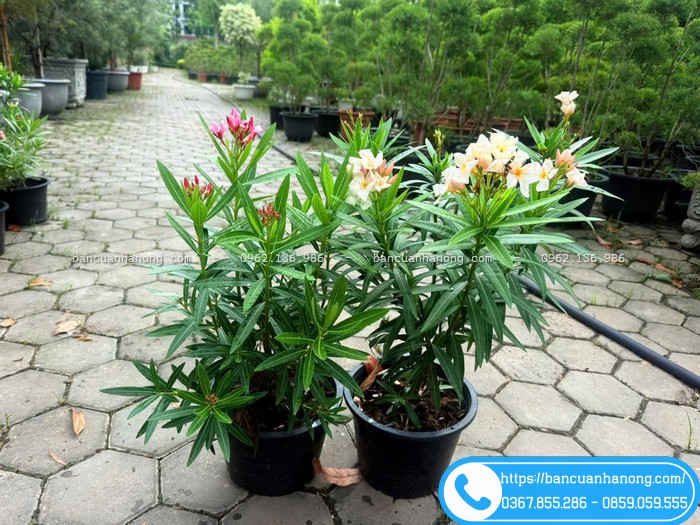 Bụi cây trúc đào Thái