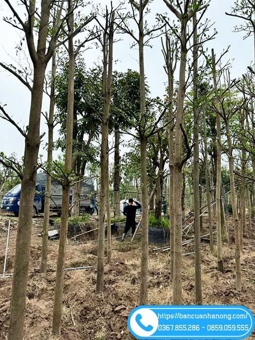 Bàng lá nhỏ cao 4m 4m5