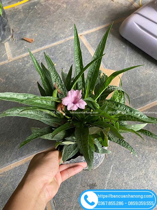 Cây chiều hồng lùn