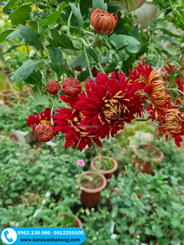 Cây cúc đỏ ấn độ có thân thảo và buông rủ xuống nên được trồng trong chậu treo 