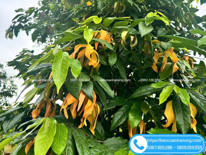 Hoa dẻ cam nở rộ tháng 5 dương lịch