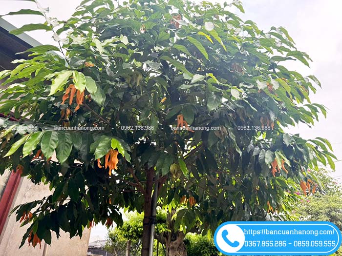Cây dẻ cam sai hoa, vào mùa hoa sân vườn thơm nức