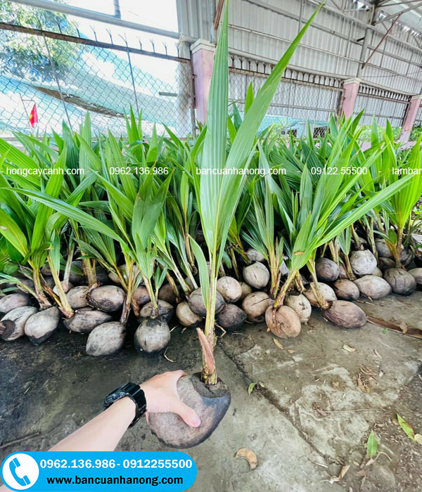 Nhà vườn bán cây giống dừa xiêm đạt tiêu chuẩn khỏe mạnh và năng suất cao