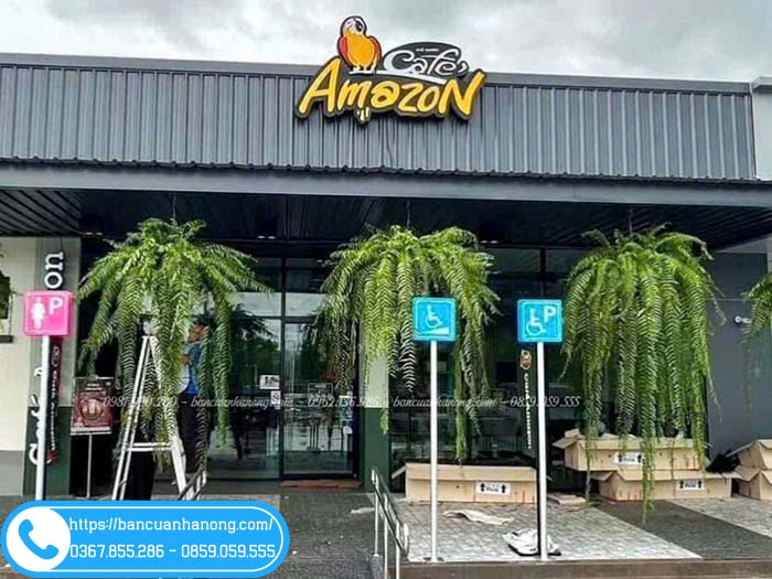 Cây dương xỉ thòng thường được trang trí quán cafe, nhà hàng