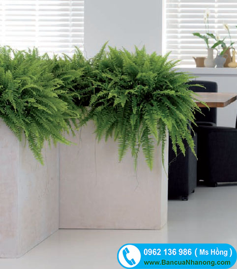 cây dương xỉ trồng trong văn phòng