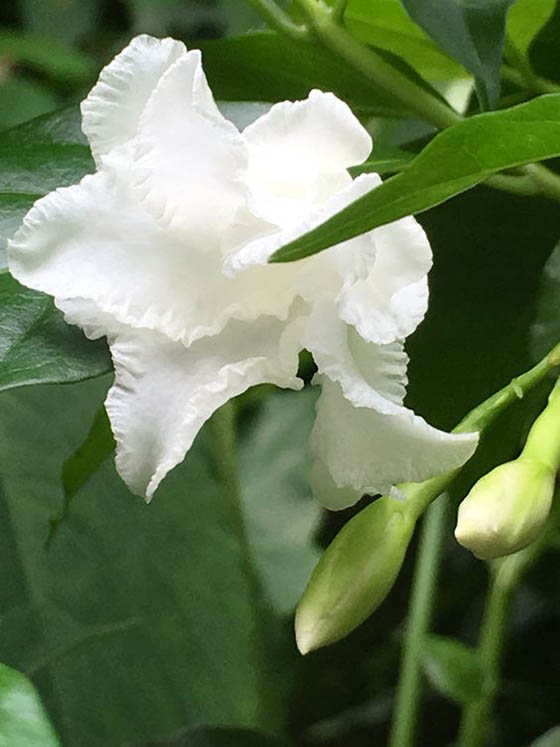 cây hoa bạch thiên hương hoa trắng