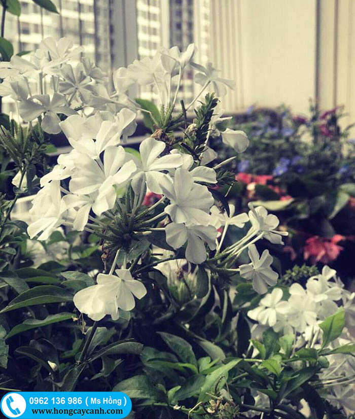 cây hoa bạch xà