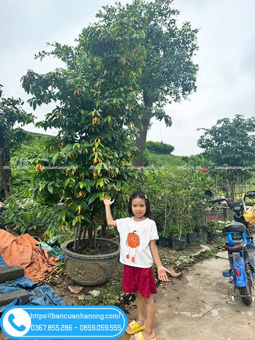 Cây dẻ cam cao 2m5