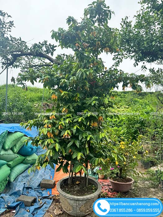 Vườn bán cây dẻ cam lâu năm