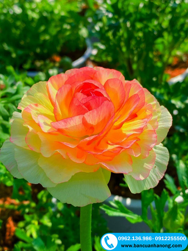 Hoa mao lương màu cam và có nhiều màu khác như: đỏ, tím, hồng, trắng, vàng...