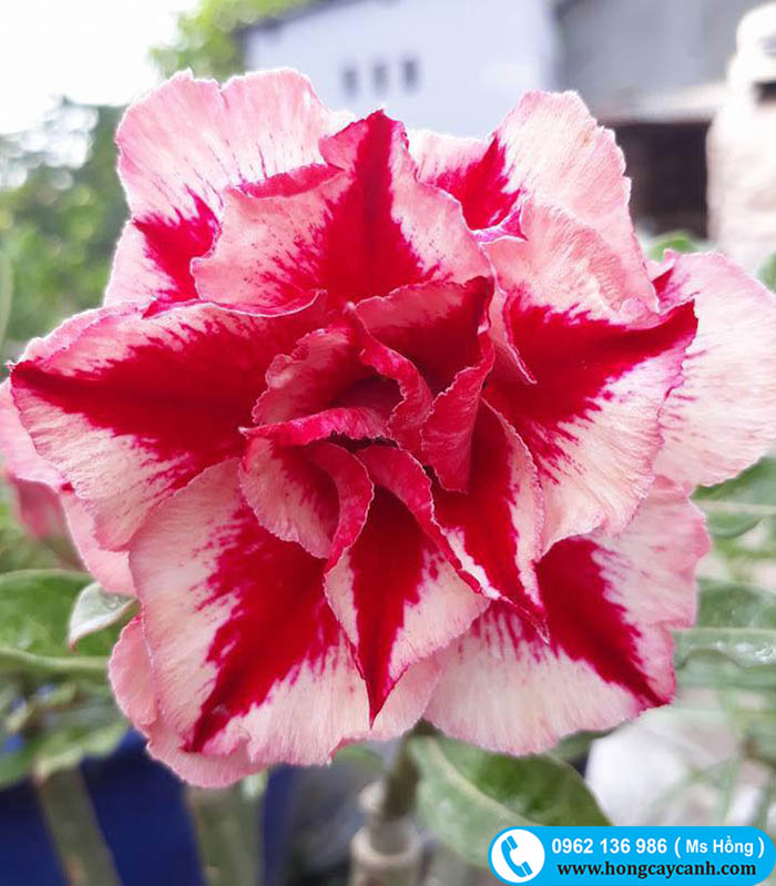 cây hoa sứ thái cánh kép hoa tết