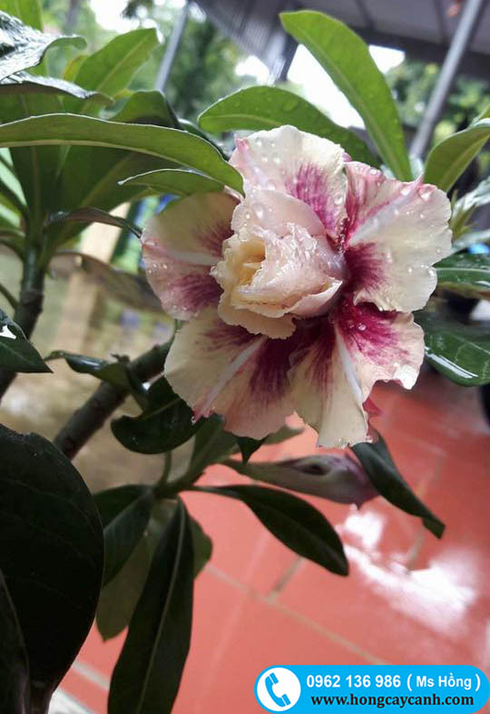 cây hoa sứ Thái cánh kép màu trắng tím