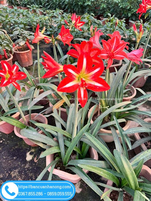 Hoa huệ tây cánh đơn