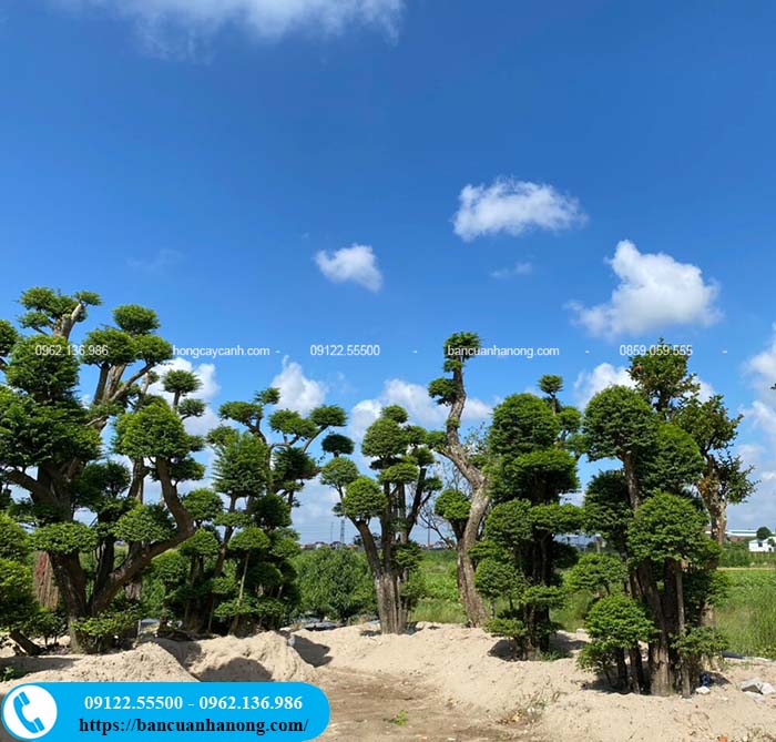 Cây mai chiếu thủy bonsai trồng hồ cá Koi