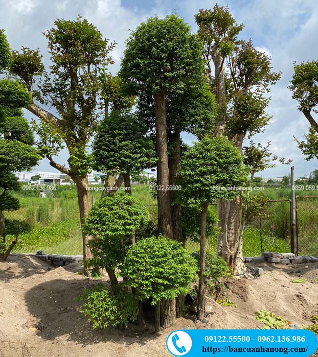 Cây mai chiếu thủy bonsai