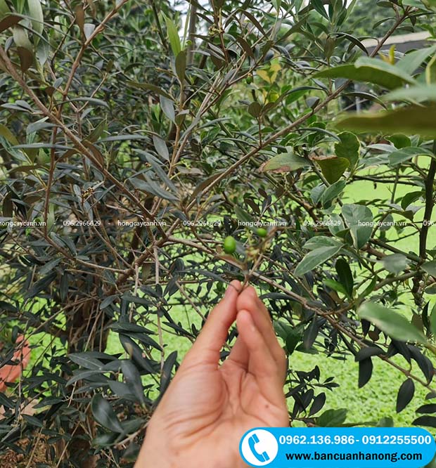 Cây oliu ra quả tại Hà Nội