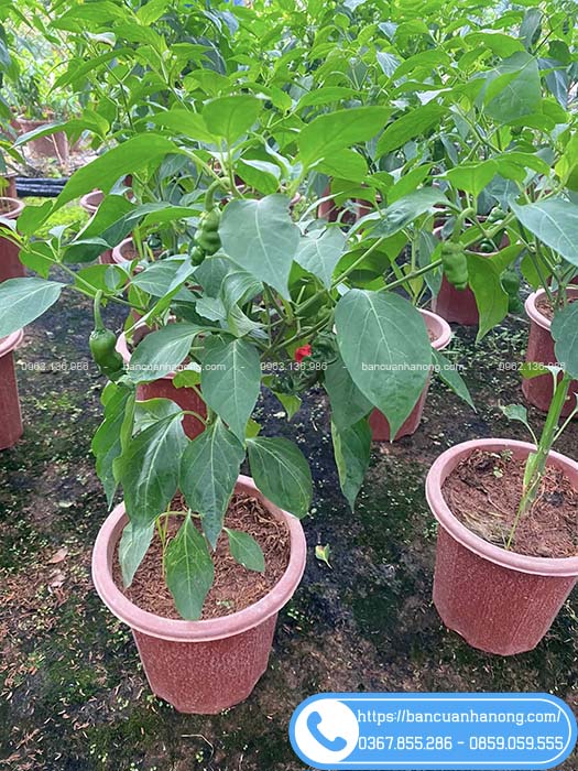 Vườn bán cây ớt cu tí sẵn quả