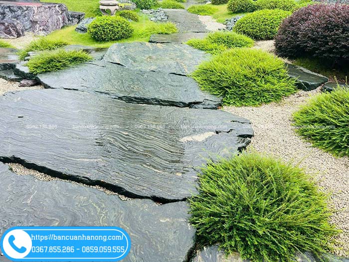 Cây sơn liễu trồng sân vườn