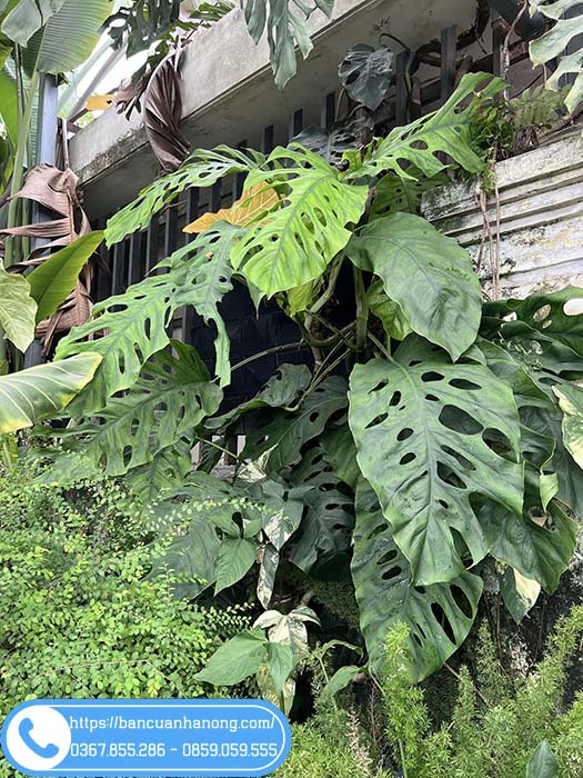 Monstera Dubia trưởng thành có lá xẻ to