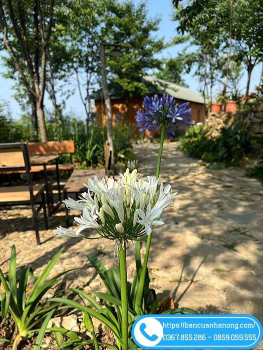 Hoa thanh xanh màu xanh và trắng (vườn chỉ có xanh)