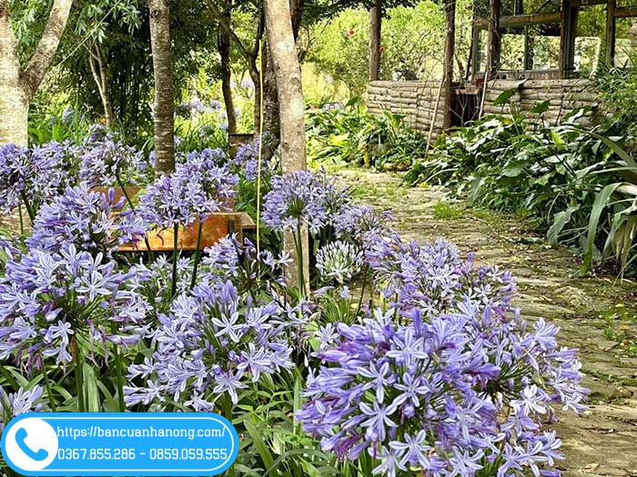 Cây thanh anh ở vườn Y Tý Farm Stay