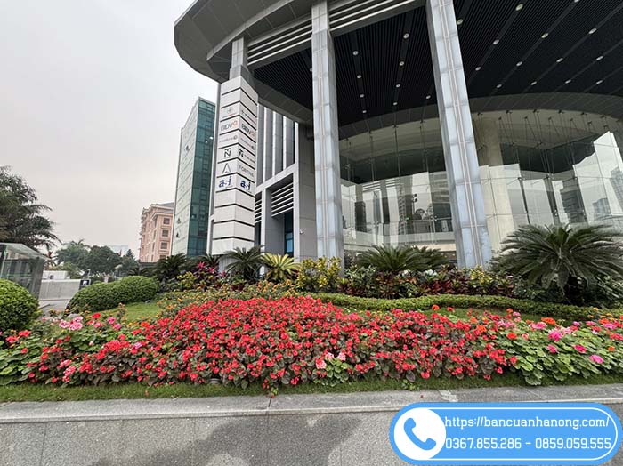 Cây thu hải đường trang trí ngoại thất