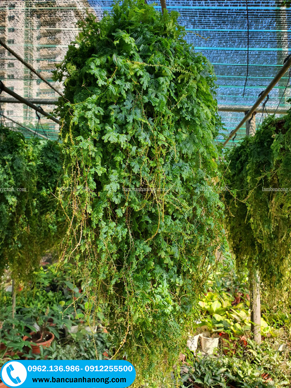 Nên trồng cây tóc xù ở chỗ mát có lưới che nắng 70% để cây phát triển tốt