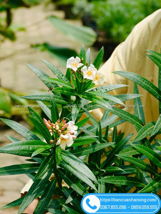 Cây trúc đào Thái ra hoa đẹp