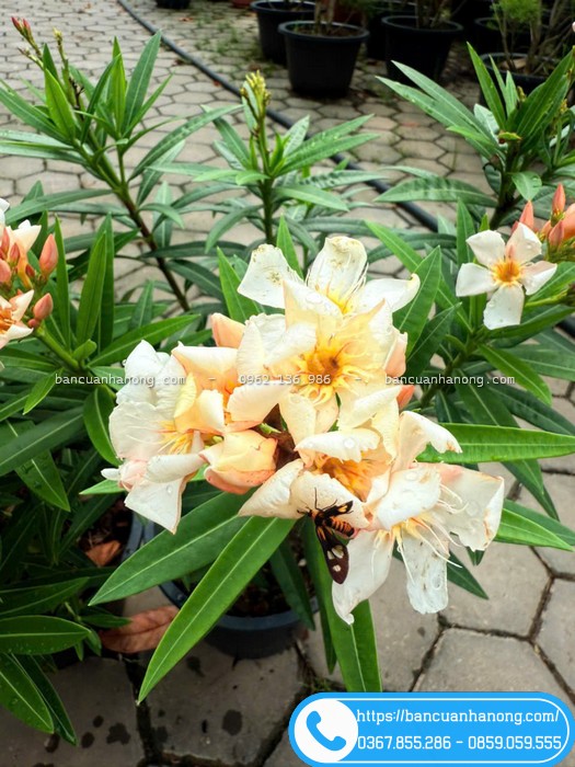 Trúc đào Thái ra hoa màu kem
