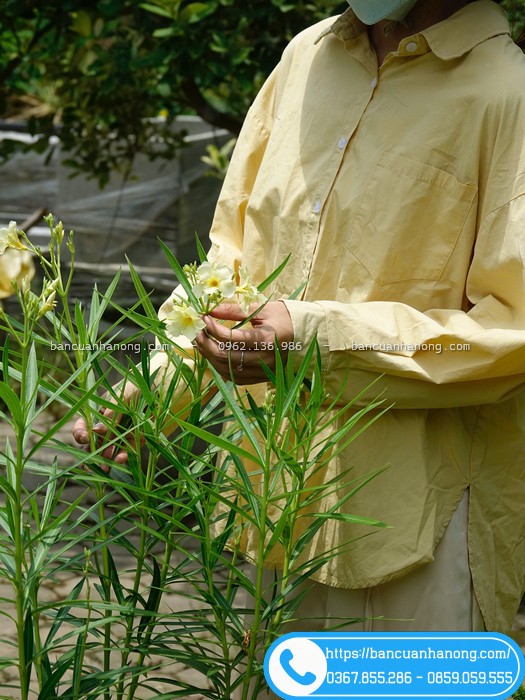 Cây trúc đào Thái ra hoa 4 mùa