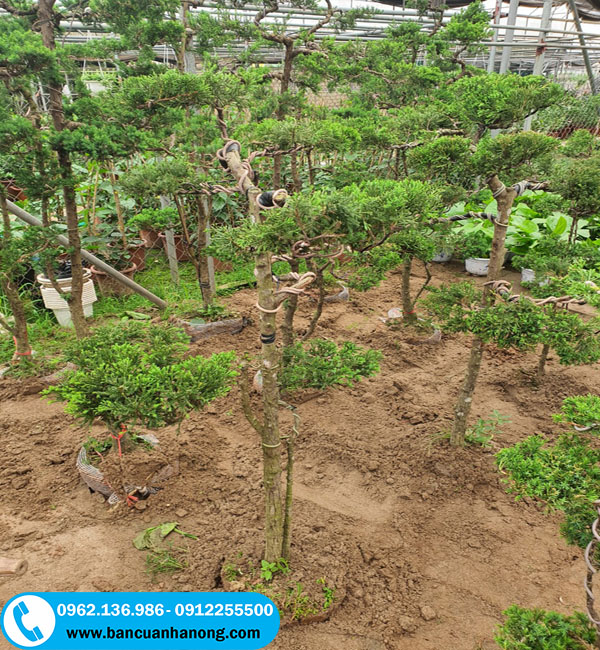 Bán cây tùng cối làm cảnh số lượng lớn tại nhà vườn Ms Hồng