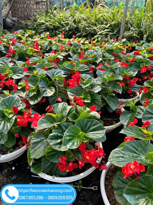 Thu hải đường trồng chậu treo