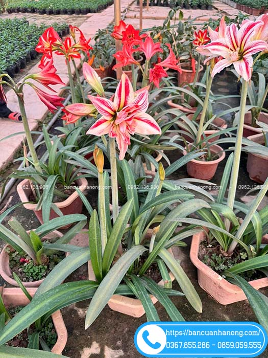 Chậu hoa huệ tây đẹp, xum hoa