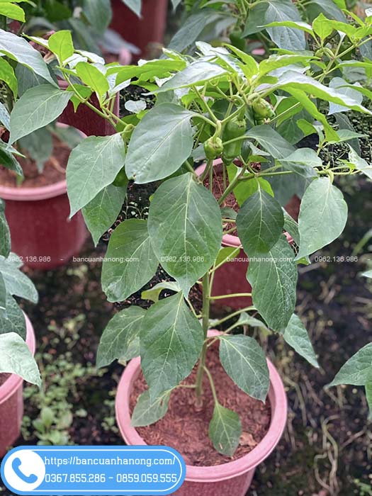 Chậu cây ớt cu tí