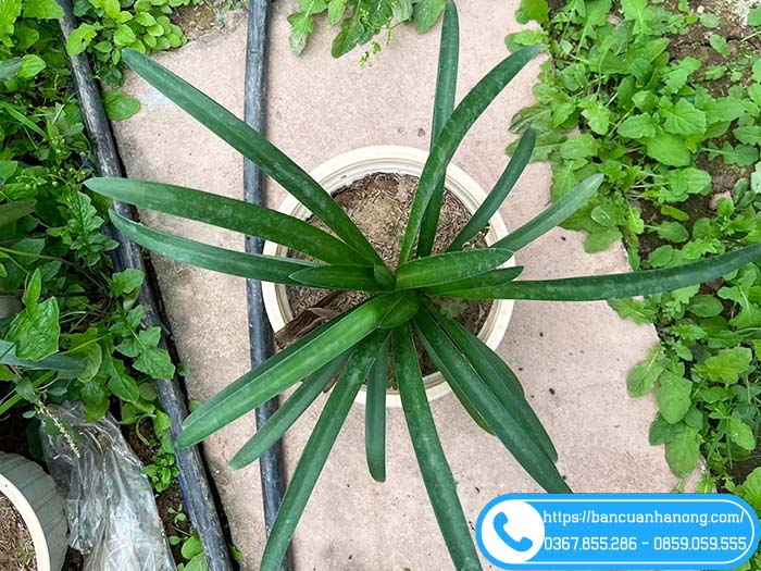 Chậu cây thanh anh vườn bán