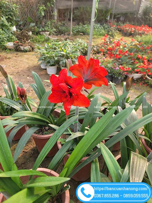 Chậu huệ tây cánh kép màu đỏ