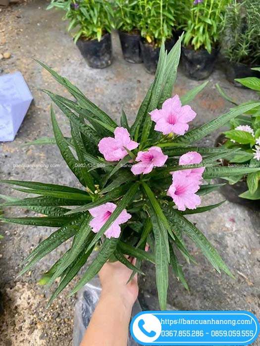 Cây chiều hồng lùn
