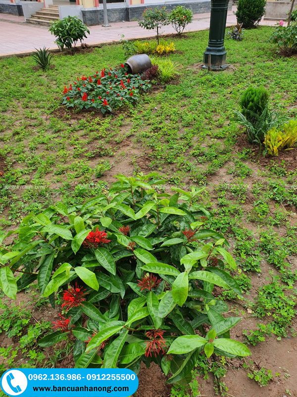 Dịch vụ trồng cây cảnh trong bệnh viện trường học