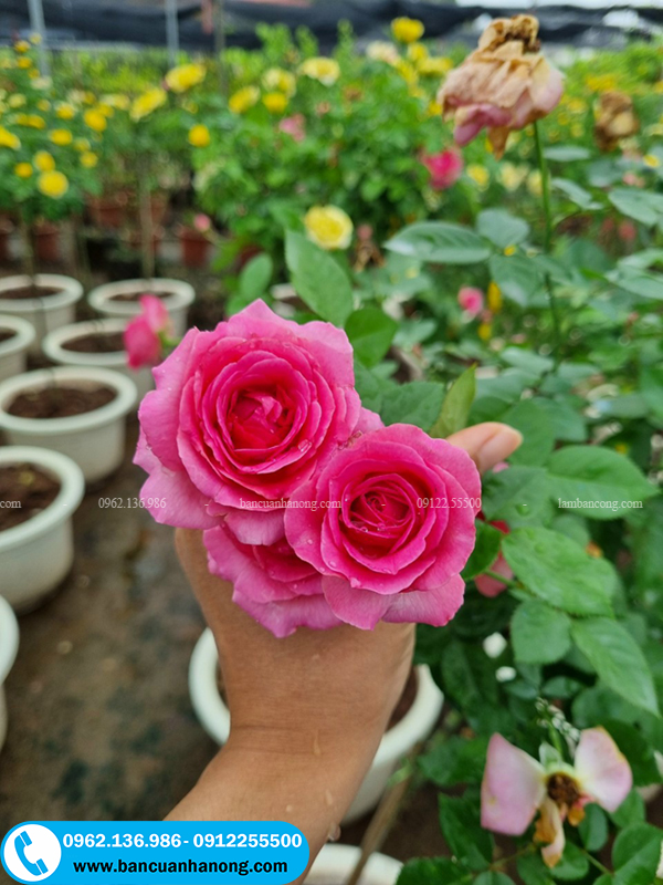 Cây hoa hồng lafont tree ra rất nhiều hoa và hương thơm như mùi nước hoa cổ điển