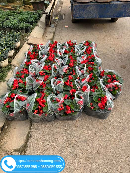 Thu hải đường giao khách Long Biên, Hà Nội