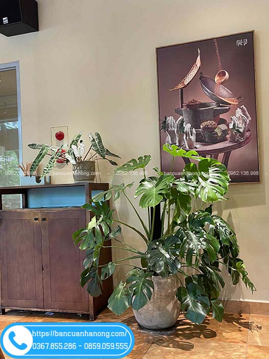 Cây hạc cam để bàn