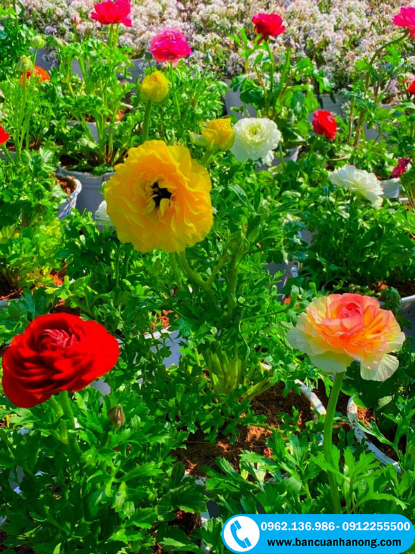 Hoa mao lương có số cánh hoa nhiều nhất trong các loại hoa