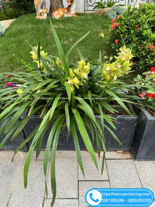Hoa địa lan khoe sắc với những bông hoa nở rộ