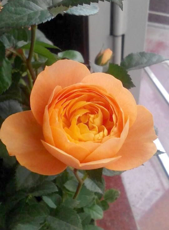 hoa hồng tezza cam