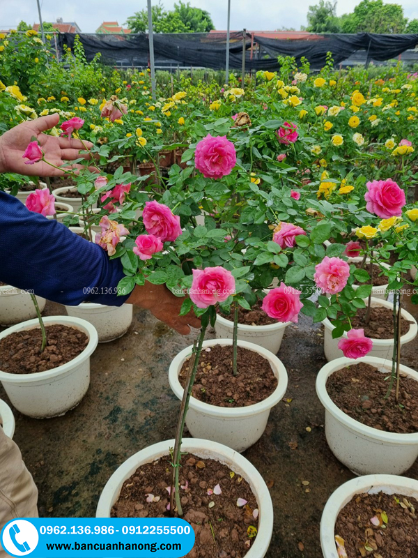 Hình ảnh vườn hồng lafont đang được chăm sóc cẩn thận tại vườn của bancuanhanong