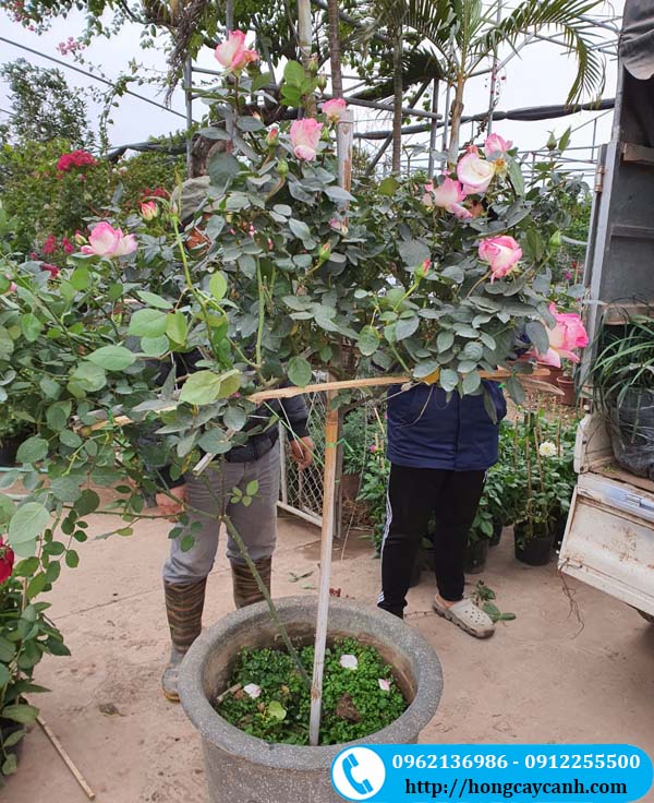 Hoa hồng ngoại trồng sân vườn biệt thự 