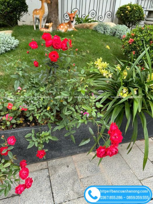 Hoa hồng trứng với những cánh hoa mềm mại thanh thoát