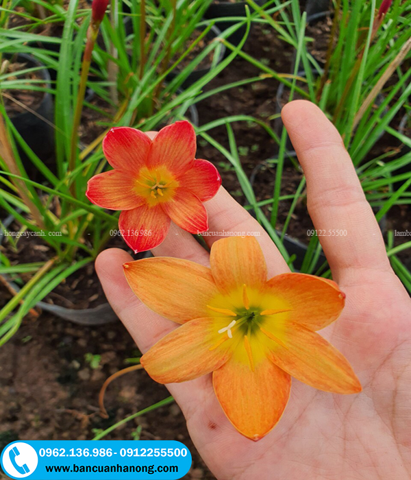 Hoa huệ mưa gồm 6 cánh và có màu hồng, cam, vàng